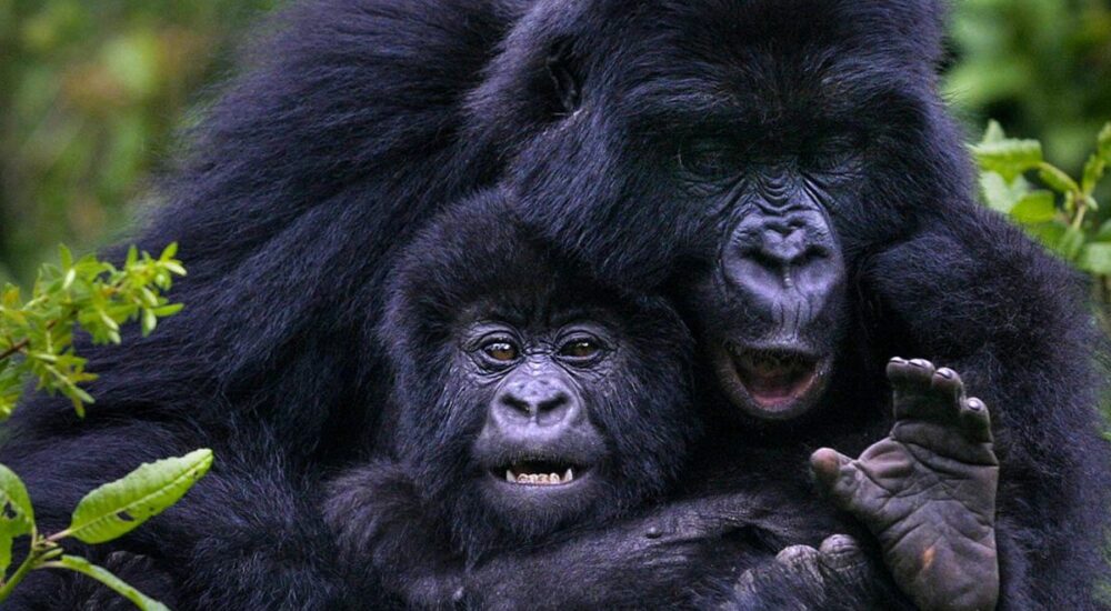 BEST PLACES TO SEE GORILLAS IN AFRICA.