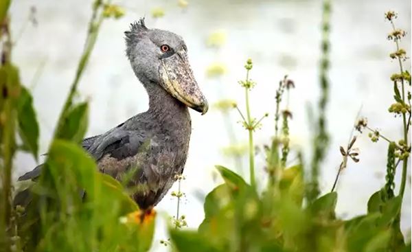 Birds In Uganda