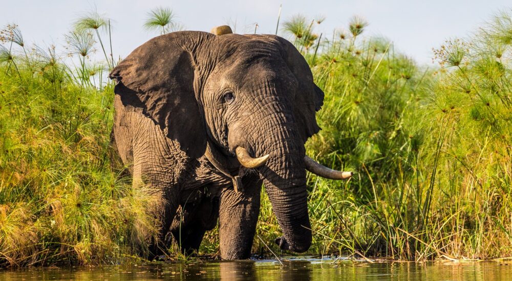 Elephants In Akagera National Park