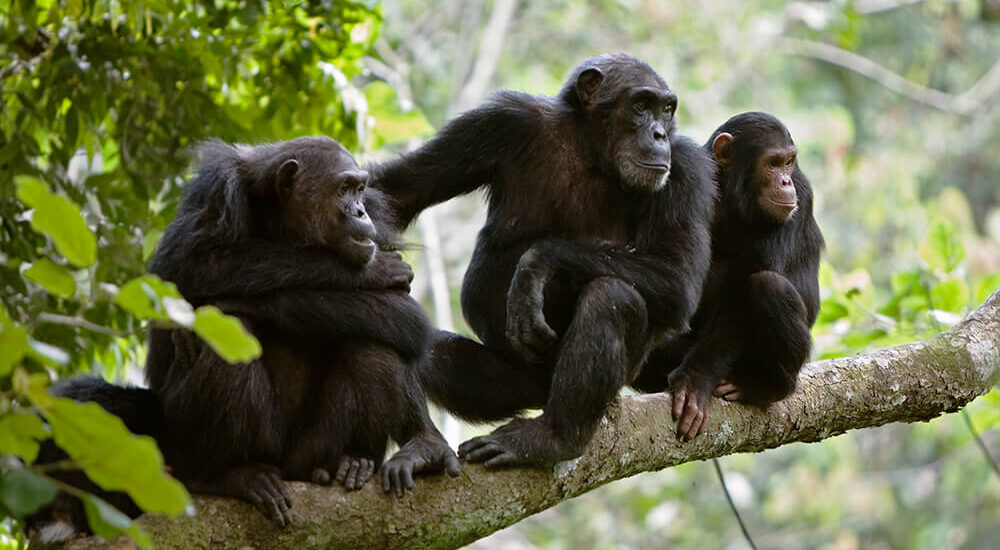 Facts About Chimpanzees