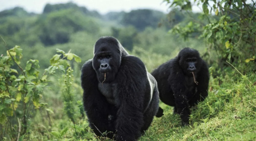 Gorilla Families In DR Congo
