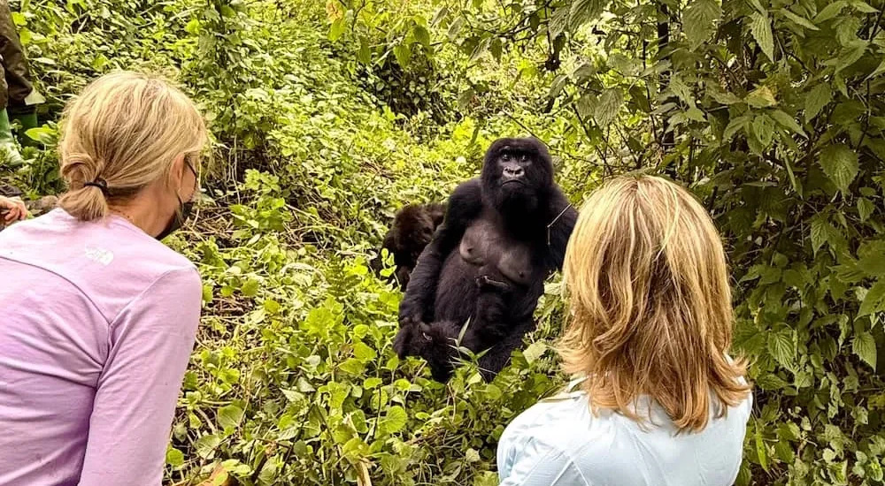 Gorilla Trekking Altitude Acclimatization And Elevation