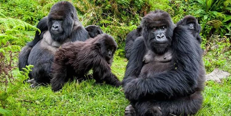 Gorilla Trekking