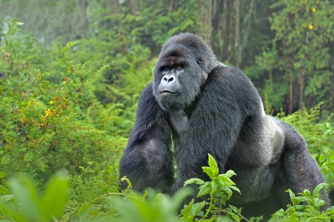Gorillas In Africa