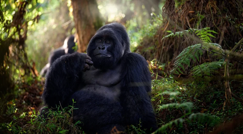 Gorillas In The Wild