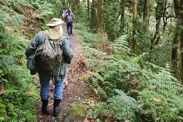 Irebero Trail In Nyungwe Forest