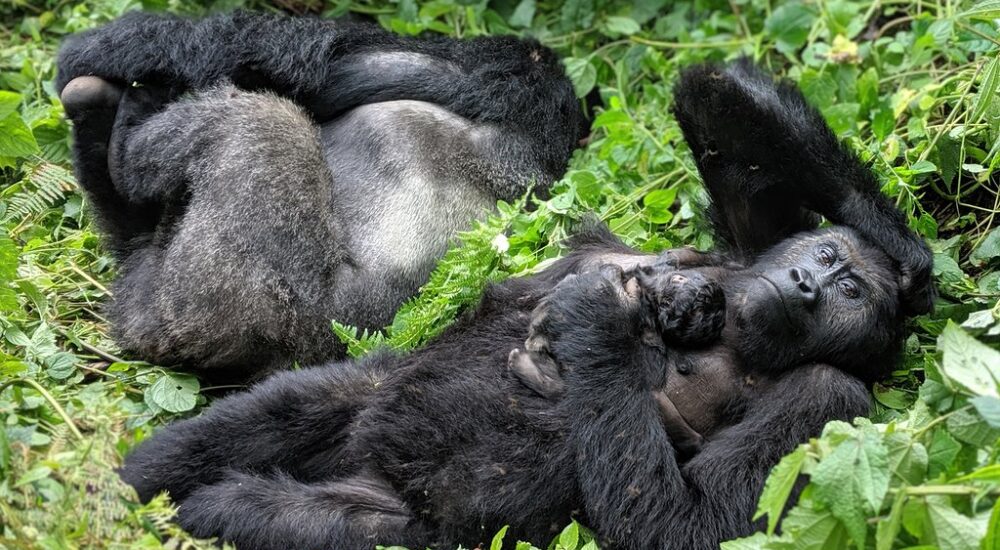 Kahuzi Biega National Park