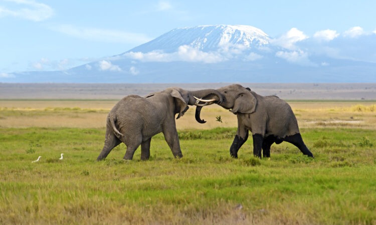 Karibu Amboseli National Park