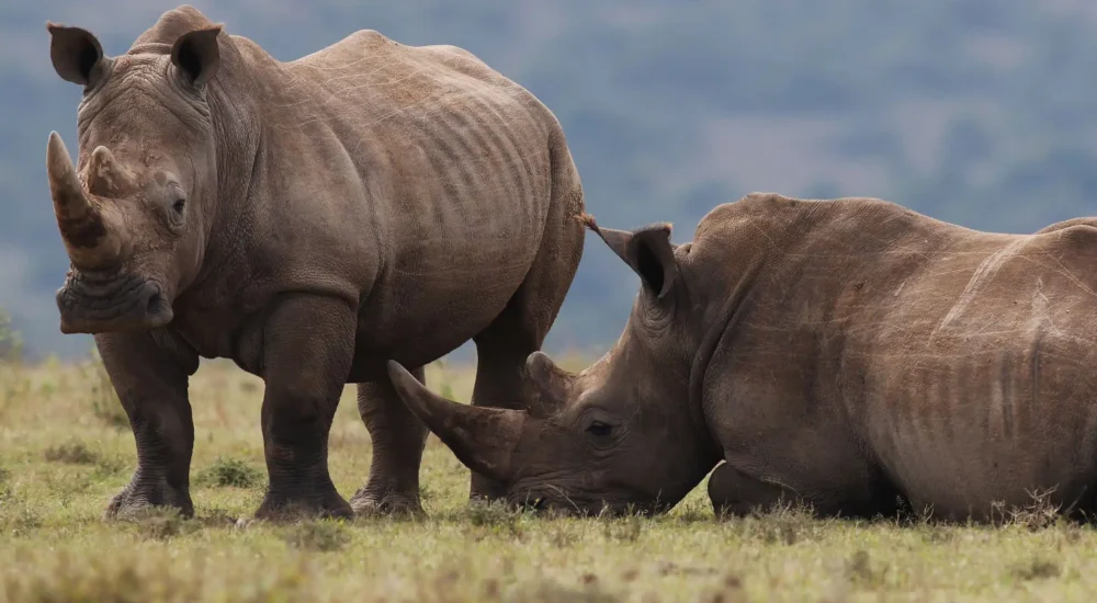 Kenia Selbstfahrer-Safari