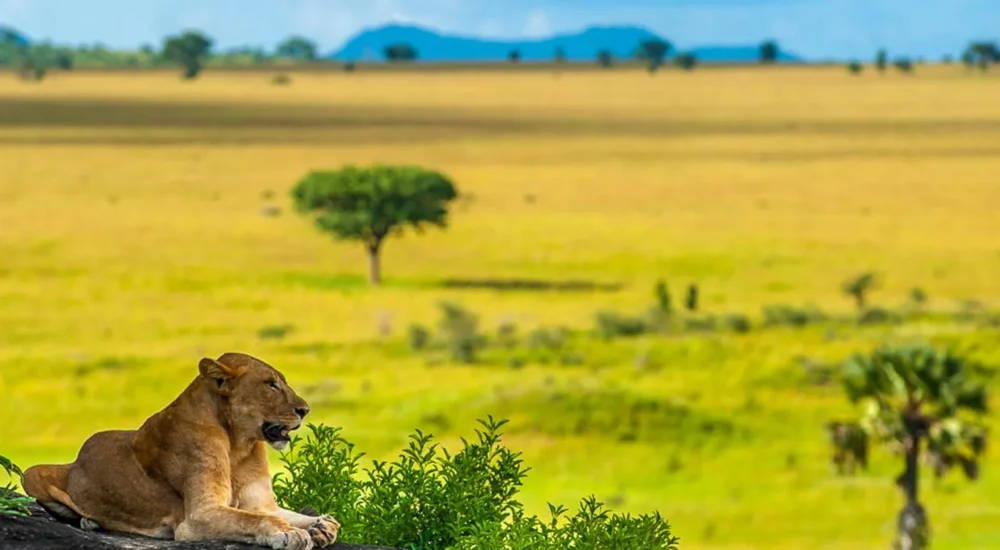 Kidepo Valley National Park