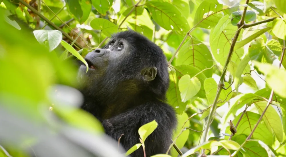 Kosten Für Gorilla-Trekking In Uganda Ruanda Und Kongo