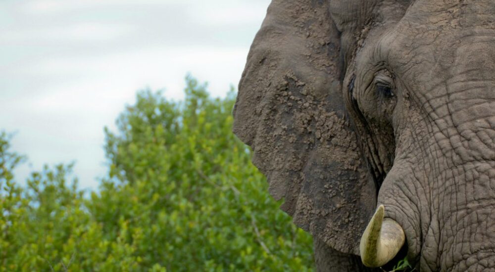 Nimule National Park