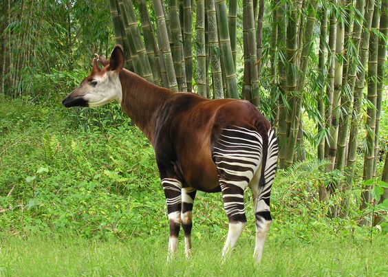 Okapi Wildlife Reserve