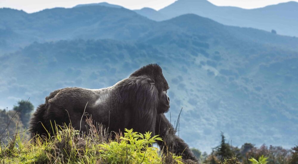 Parc National Des Volcans - Rwanda
