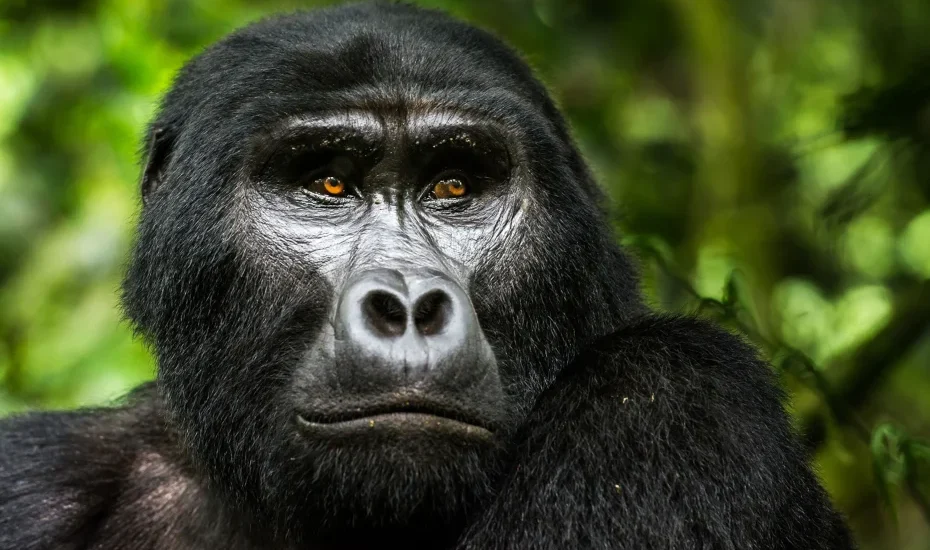 Rwanda Gorilla Trekking Cost