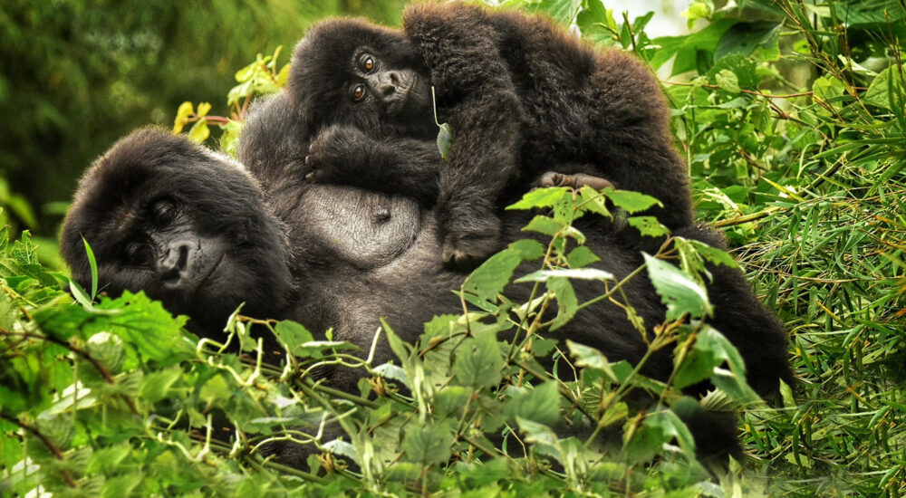 Rwanda Safari Prices