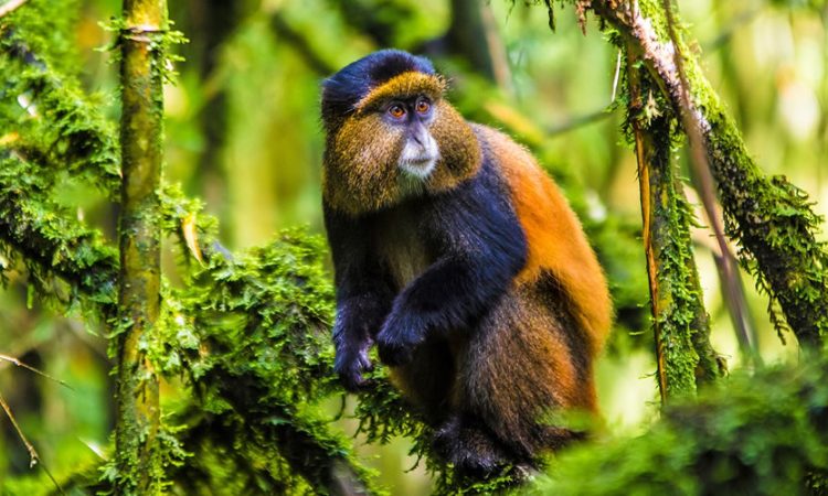 The Golden Monkeys