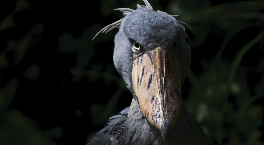 The Shoebill Stork