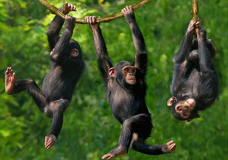 Uganda Chimpanzee Trekking Permits Costs And Prices
