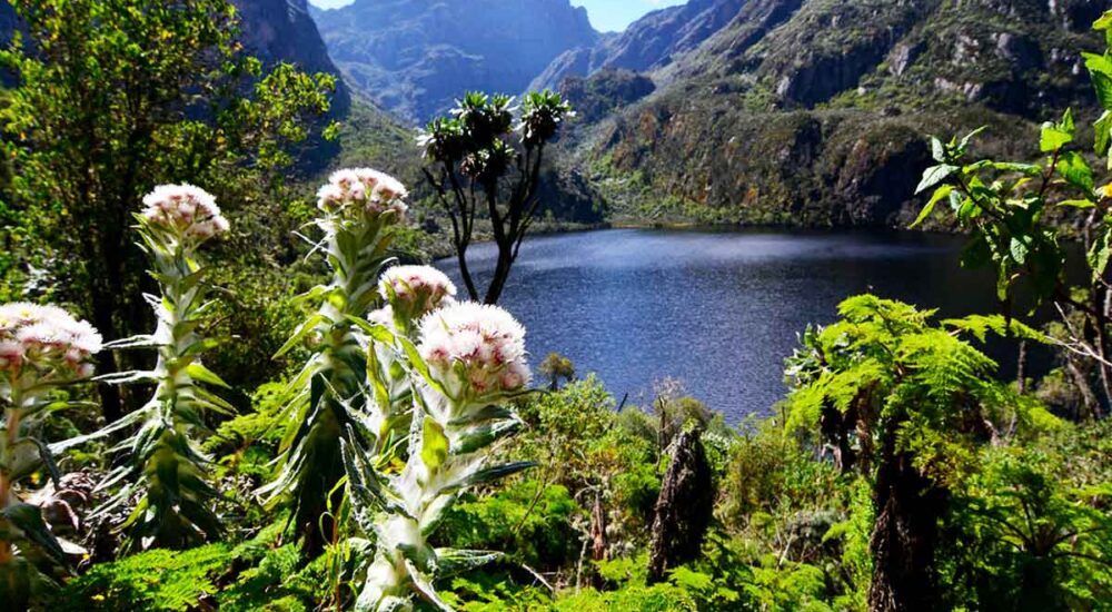 Vegetations Of Rwenzori Mountains