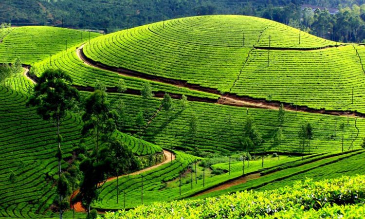 Visit Gisakura Tea Plantation In Nyungwe National Park