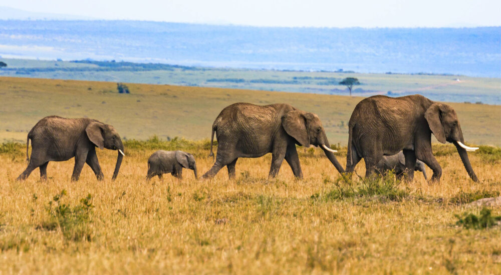 Visiting Uganda On A Budget: Budget Safaris In Uganda