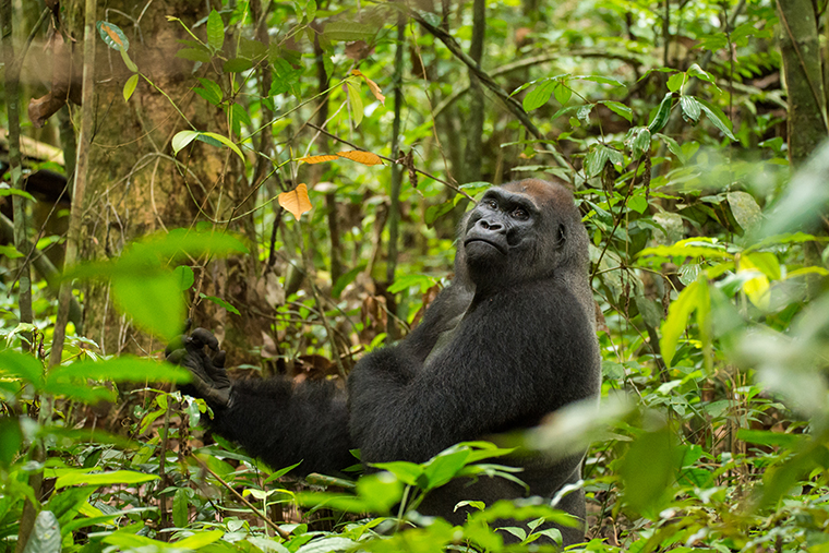 Western Lowland Gorillas