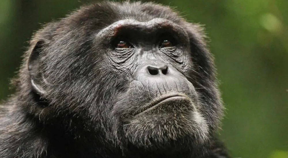 Ngogo Chimpanzees